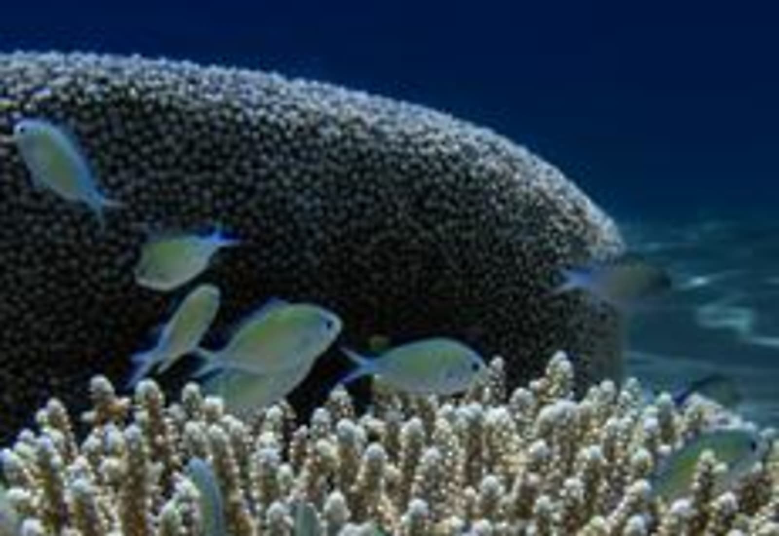 Coastal lights reflecting on water near a reef habitat at night