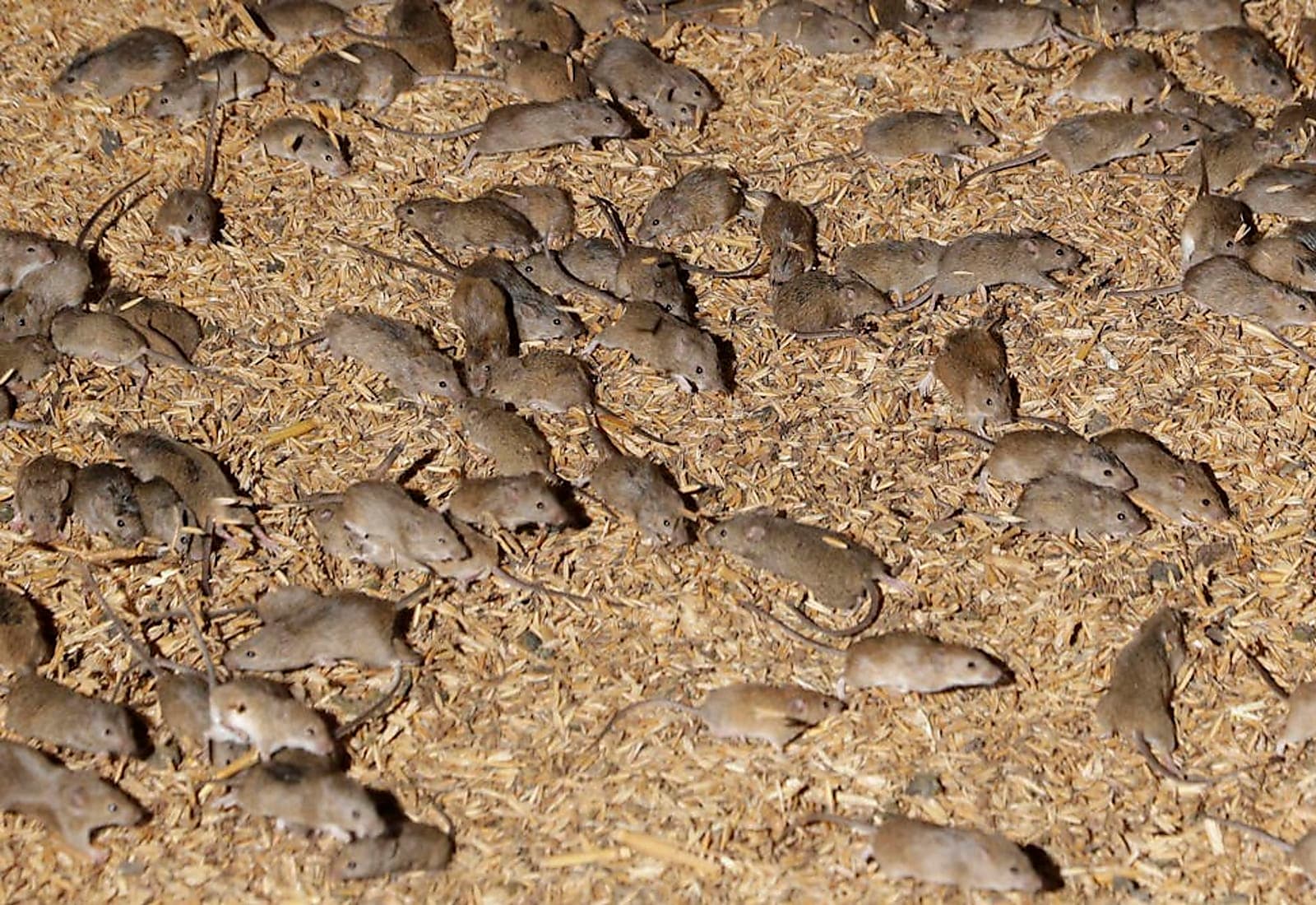 Australian mouse plague and its lessons for agricultural risk and food security