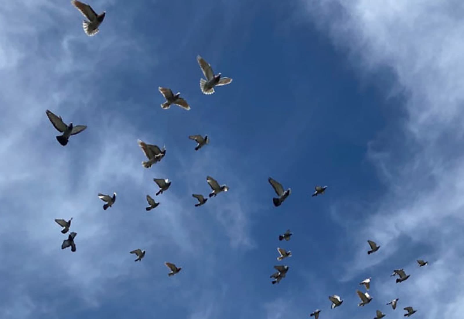 How Pigeons Use Super‑magnetic Liver Cells to Navigate - What It Means for Nigerians