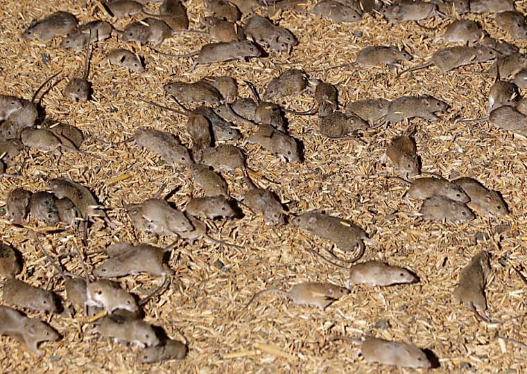 Australian Mouse Plague Highlights Growing Pest Risks for Global Food Security