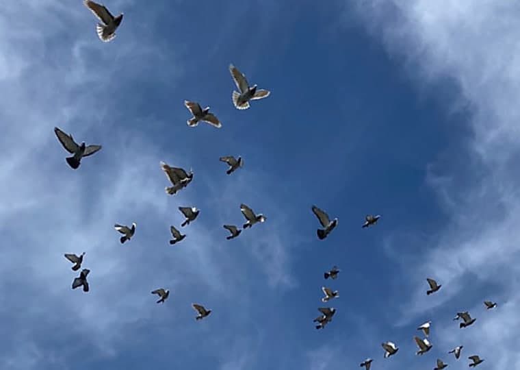 Pigeon Magnetoreception Unveiled: Strategic Implications for Nigeria's Science and Technology Landscape