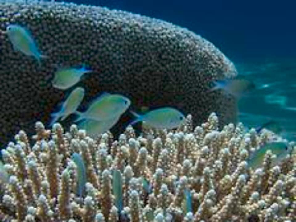 Artificial Night Lighting Is Becoming a Serious Threat to Coastal Reef Life