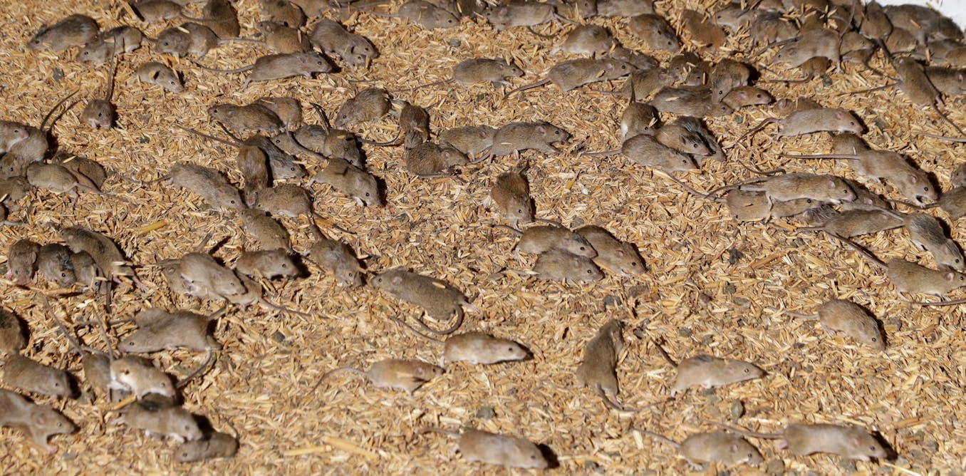 A field of wheat in the Murray‑Darling basin with signs of mouse damage and bait stations set up by farmers.