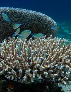 Coastal reef fish swimming under natural twilight, contrasted with bright artificial floodlights spilling into shallow water.